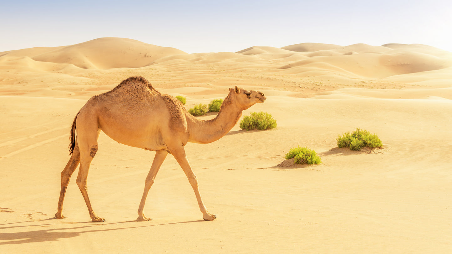 Desert