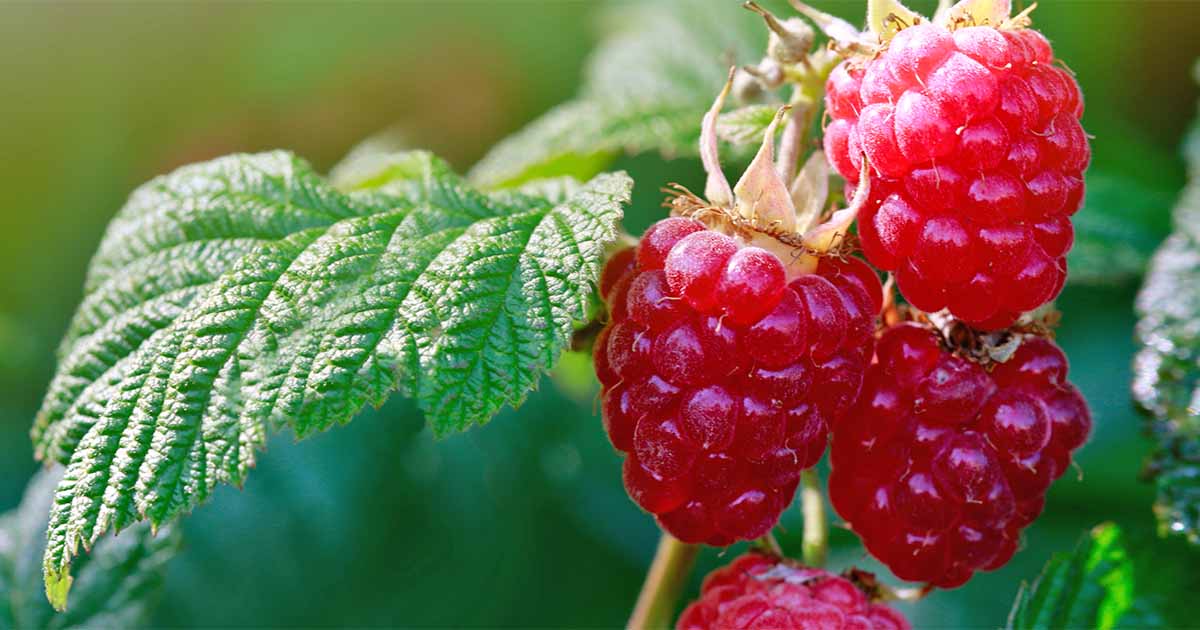 Raspberry