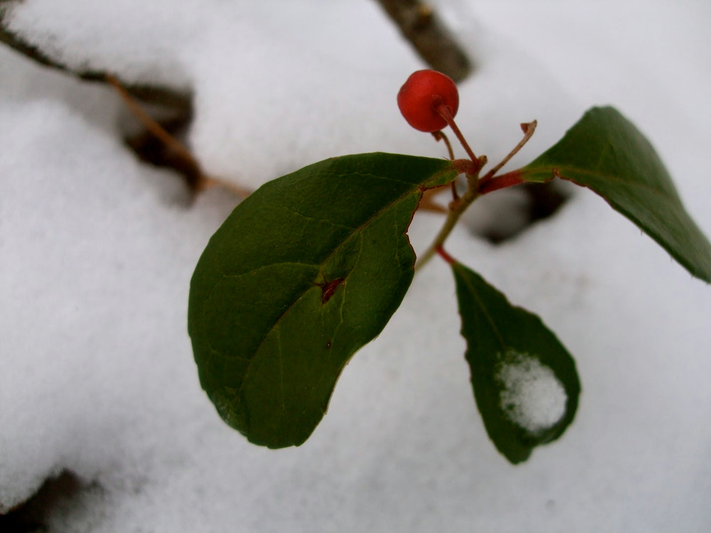 Wintergreen